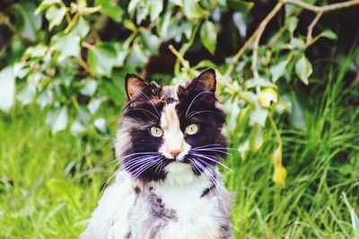 Portrait of a cat on field