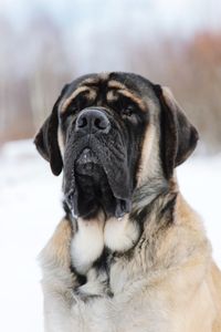 Close-up of dog looking away