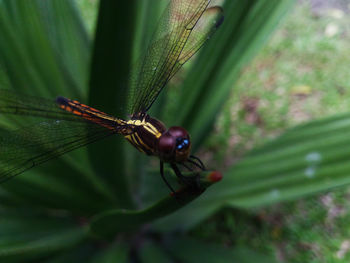 Close-up of insect on leaf