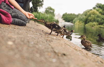Midsection of woman feeding young birds by lake