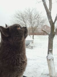 Cat on tree against sky