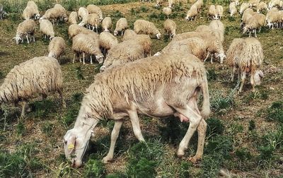 Sheep grazing on field