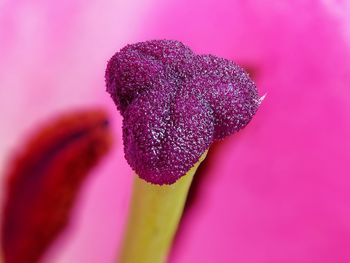Stamen of a flower, focus stacking macro. 