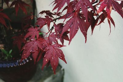 Close-up of red maple leaves on branch