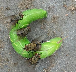 High angle view of insect on plant