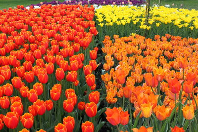 Red tulips in field