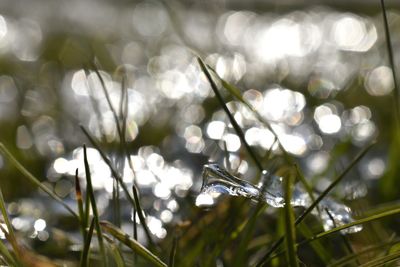 Close-up of grass