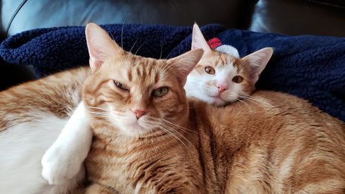 Portrait of cat lying down