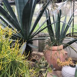 Close-up of potted plants in greenhouse