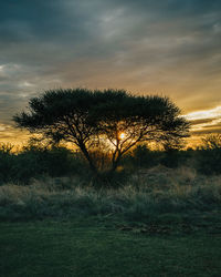 Silhouette trees on field against sky at sunset