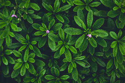 High angle view of plants