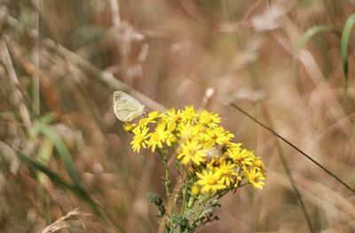 Close-up of butterfly pollinating on flower