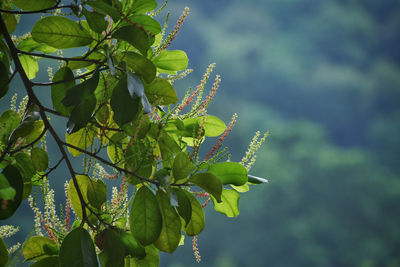 Close-up of berries growing on tree