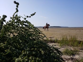 Distant view of woman riding horse on land against sky