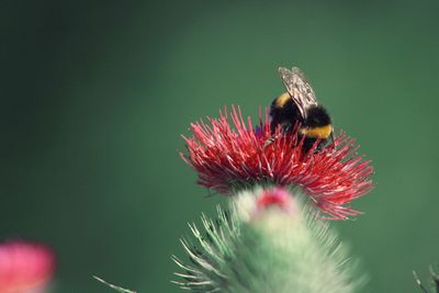 Bumblebee pollinating on flower