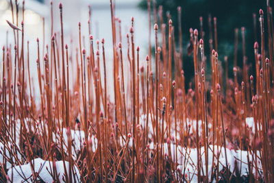 Grass growing on snow covered field