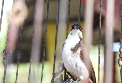 Close-up of spigot bird perching on a fence