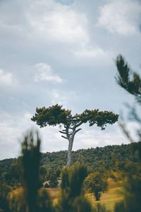Trees on field against sky