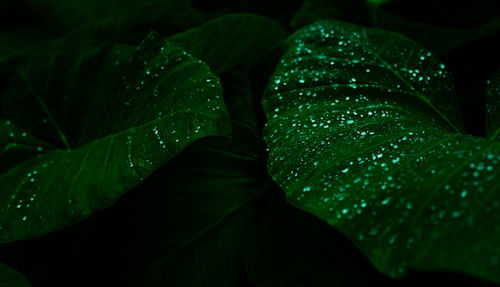 Close-up of raindrops on leaves