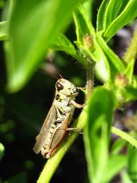Close-up of insect on leaf