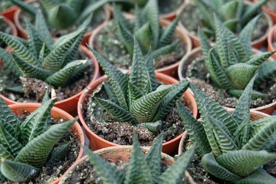 Close-up of cactus plants