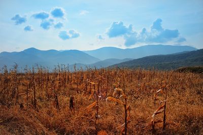 Scenic view of field against sky
