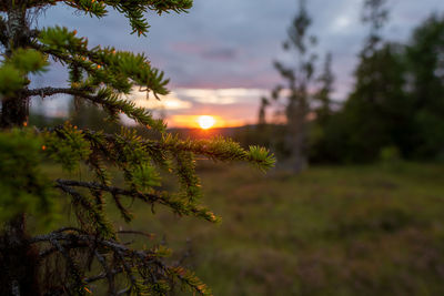 Plants growing on land against sky during sunset