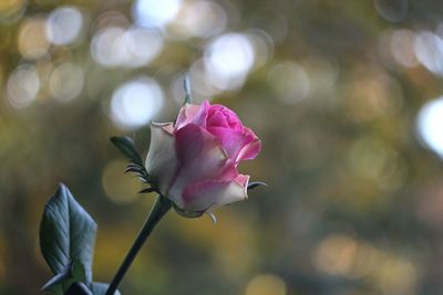 Close-up of pink rose blooming outdoors