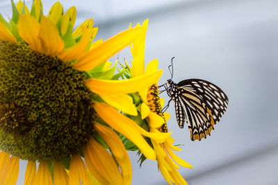 Close-up of butterfly pollinating on sunflower