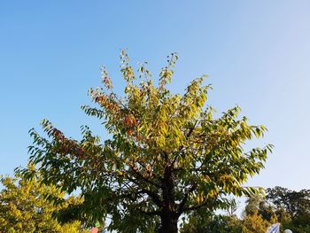 Low angle view of tree against clear blue sky