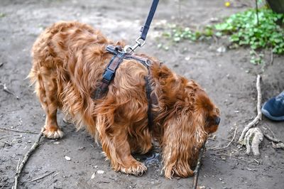 Close-up of a dog