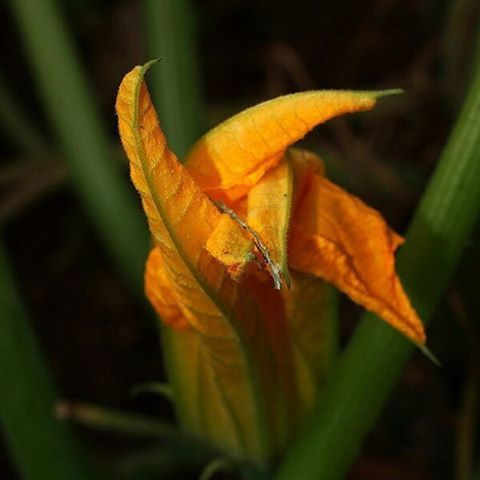 Pumpkinflower