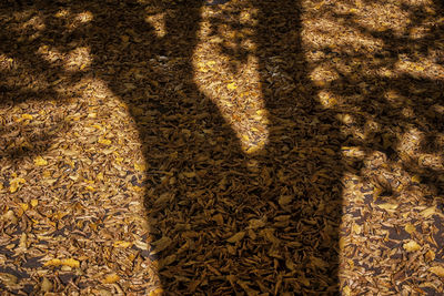 High angle view of insect on ground