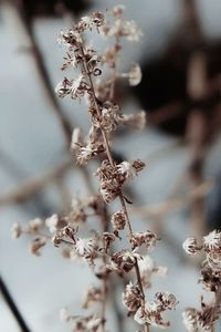 Close-up of wilted plant