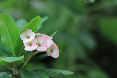 Close-up of pink flowering plant