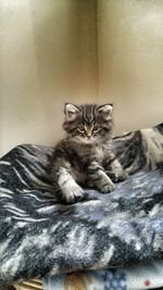 Cat relaxing on bed