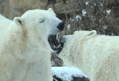 Polar bear play
