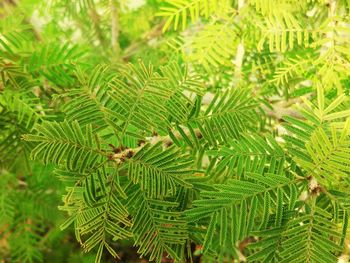 Close-up of tree branch in forest