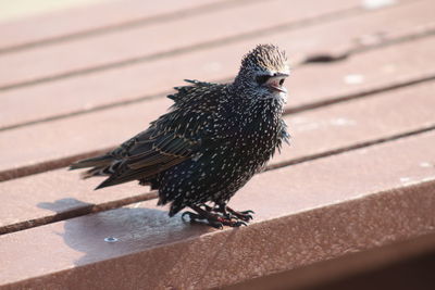 Punk rock starling 