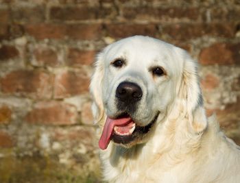 Close-up portrait of a dog. golden retriever.