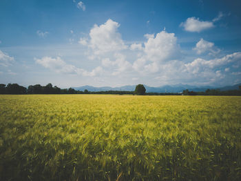 Scenic view of agricultural field against sky