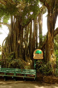 Trees in park