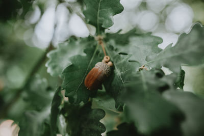 Close-up of snail on plant