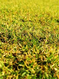 Full frame shot of grass on field