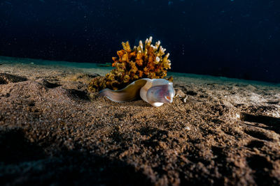 View of coral in sea