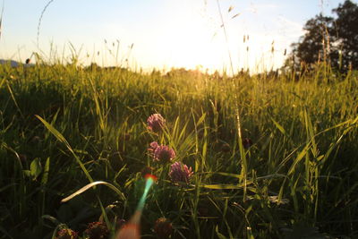 Scenic view of grassy field against sky