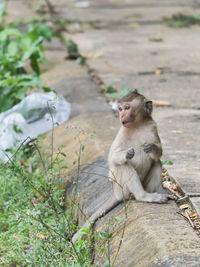 Monkey looking away while sitting on plant outdoors