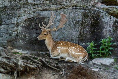 Close-up of deer