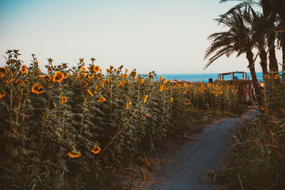 Plants growing on field by sea against clear sky