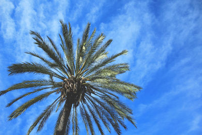 Low angle view of palm tree against blue sky